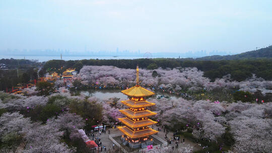 航拍武汉春天樱花季东湖樱园樱花与五重塔