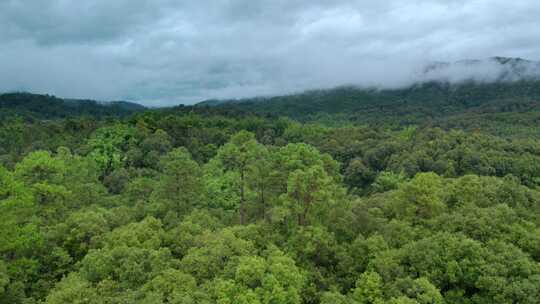 云雾森林航拍山山川大自然风景意境自然风光