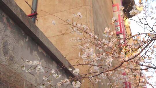 春天白色的樱花开放视频素材模板下载