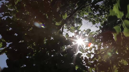 阳光透过树叶缝隙