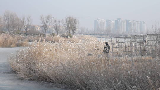 中国华北东北立冬冬至大寒树挂雾凇湿地雪景