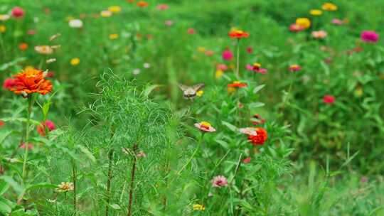 花丛鲜花蝴蝶