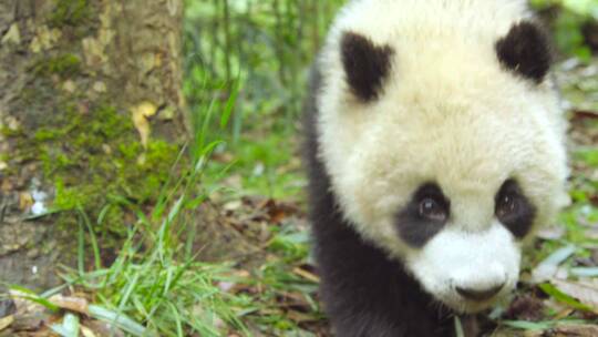 国宝大熊猫爬树四川野生动物园动物