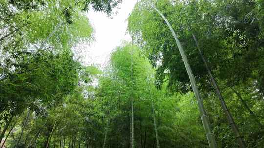 竹林竹子竹叶禅意下雨天唯美空镜