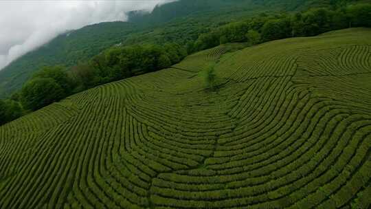 FPV航拍茶山茶园茶叶种植基地