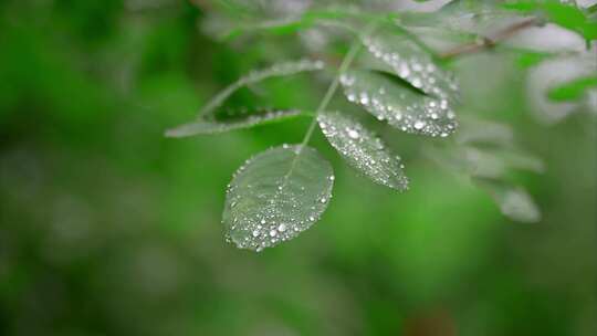 夏日雨季露珠实拍视频素材模板下载