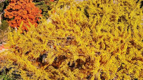 青岛崂山青岛秋景青岛太清宫航拍