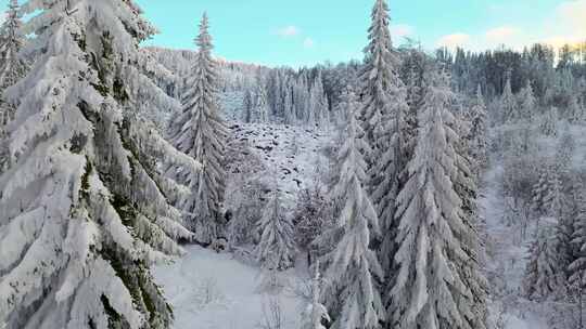 冬季森林大雪覆盖