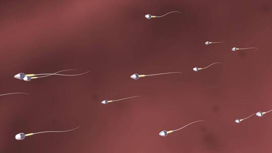 人体精子卵子受精过程动画精子卵子受精过程视频素材模板下载