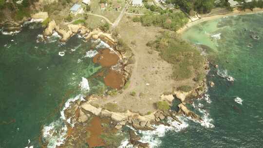 影响加勒比岛清澈海水的海藻或马尾藻的惊人