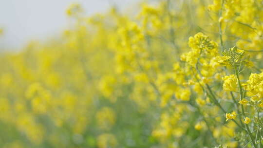 春天农村油菜花海