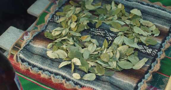 Coca， Leaves，Sajama，