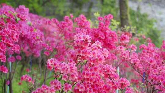 城墙下的杜鹃花有蜜蜂