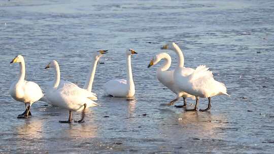 荣成天鹅湖，心系鸿鹄，感受自然