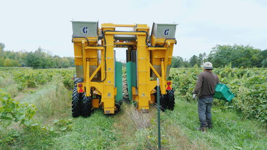 工人们使用机械采摘葡萄