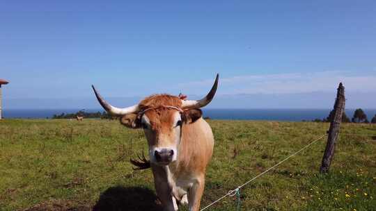 海边绿色草地上一头大角豪华轿车奶牛的特写镜头
