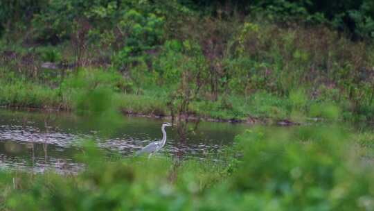 湿地河水中的灰鹭
