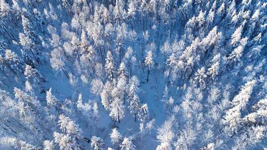 航拍雪林雾凇风景