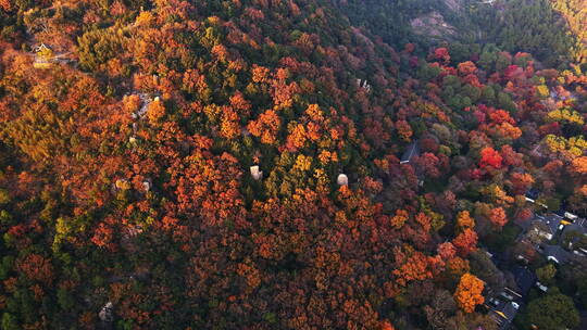 航拍江南秋色 天平山红枫 园林秋色 园林