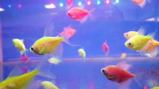 鱼缸里供人们观赏的五颜六色的小鱼儿视频素材模板下载