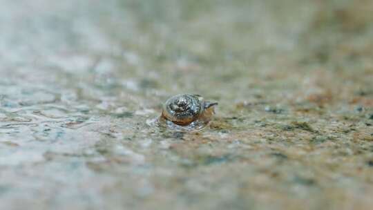 小蜗牛运动移动生命力C0065