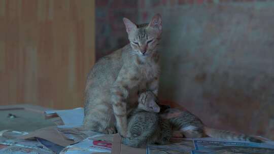 一只母猫正在母乳喂养小猫
