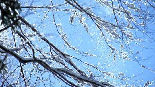 阳光下，树枝上的雪花飘落