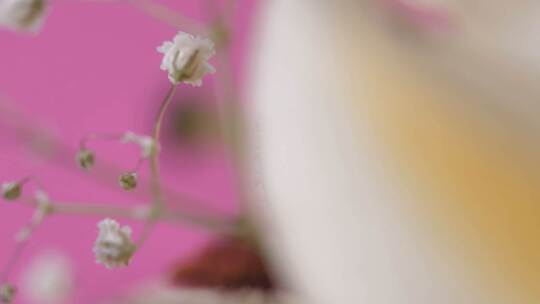 3820_粉红色背景上一朵花的细节
