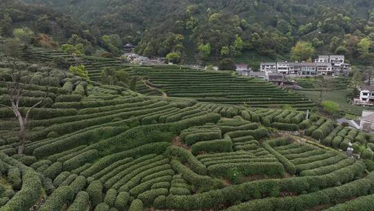 杭州西湖龙井村茶园风光