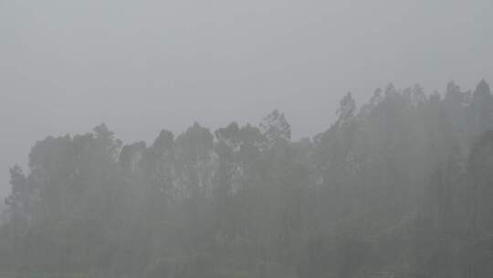 台风森林狂风暴雨风吹树林风吹雨打树木下雨