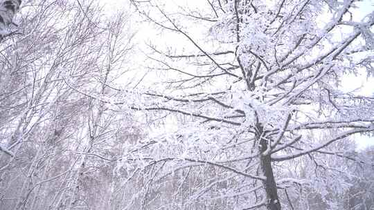 冬日雪覆树林景象