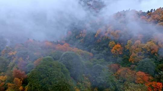 高清实拍眉山洪雅瓦屋山森林