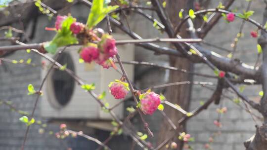 【镜头合集】春季花朵鲜花粉色桃花