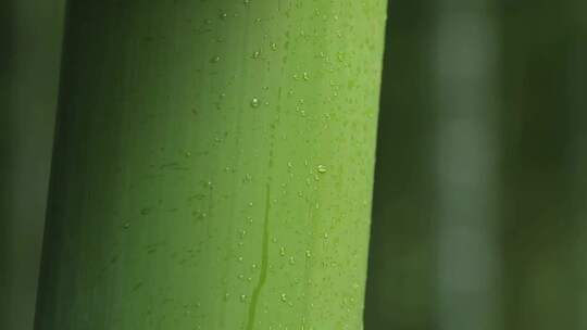 竹笋发芽、雨中竹林、竹竿、竹叶特写合集视频素材模板下载