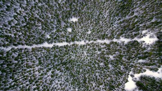 鸟瞰白雪覆盖的森林，树木高大，绿树成荫，视频素材模板下载