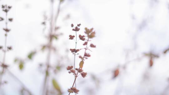 桃花在风中摇摆