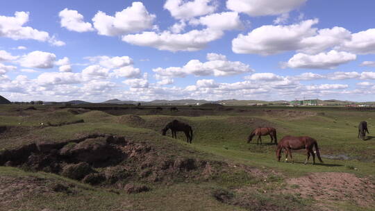 移动镜头蓝天白云下吃草的马群