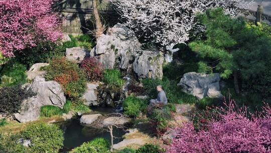 杭州灵隐寺梅花