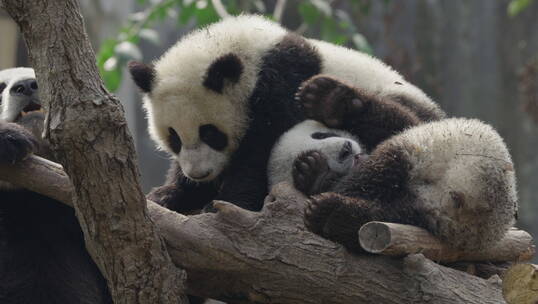 一起玩耍的大熊猫幼崽