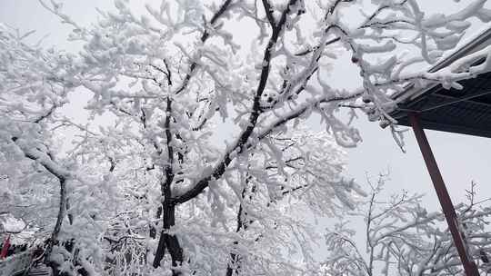 河南栾川老君山雾凇节冬日里漫山遍野的雾凇