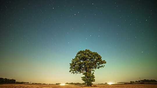 夜空星空树