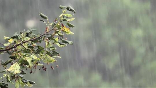 暴雨打在树枝枝头上