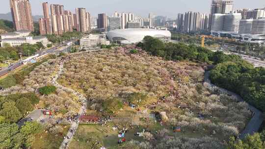 中国广东省广州市黄埔区市民广场梅花