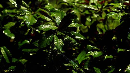 夜晚下雨植物绿叶暴雨大雨天气素材雨季4k