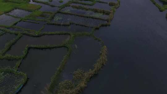 雷波马湖莼菜