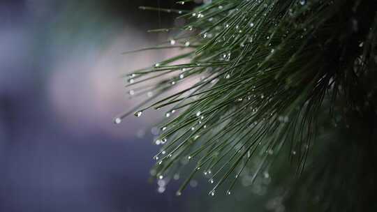 下雨天黑松针叶上的雨露水滴