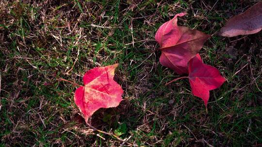 鲜红色的树叶
