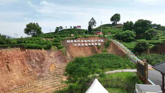 航拍福建宁德福鼎茶山白茶祖地