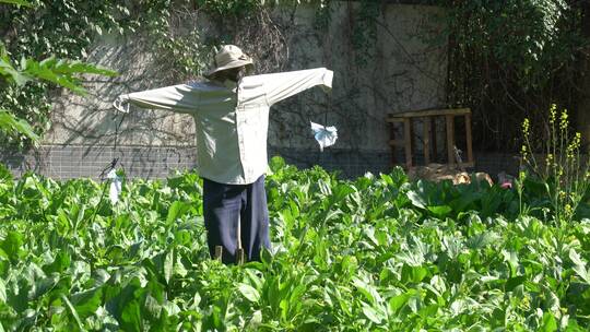 稻草人 菜园 农田 乡下 稻草