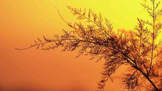秋天黄昏夕阳下的植物剪影唯美空镜视频素材模板下载